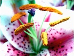 9.5.03 Stargazer Lily