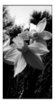 Ft Worth Botanic Garden |  3.7.04