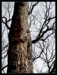Tree of Lost Hope