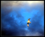 In-Flight at Sunset