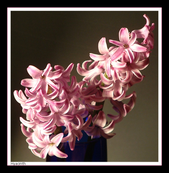 Hyacinth
