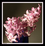 Hyacinth