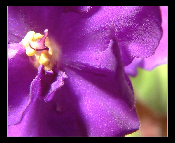 African Violet in Macro