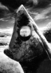 NP005