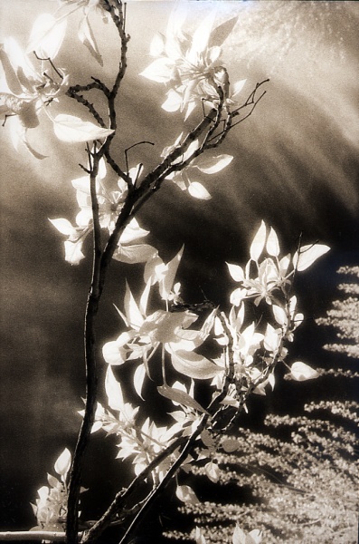 Mystic Foliage 