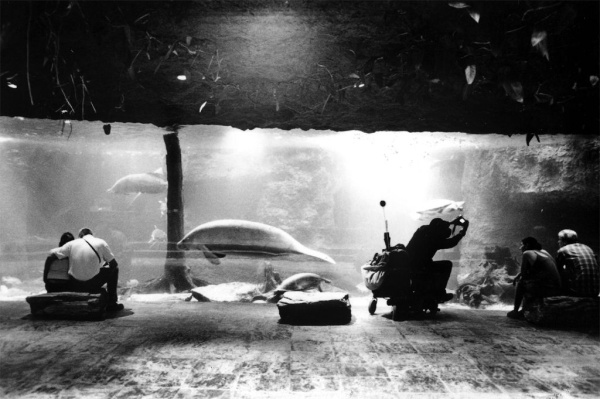 Man Dreaming of a Manatee