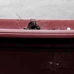 Rouge Dirt