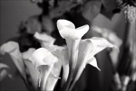 The Bouquet