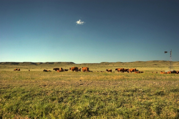 Cows