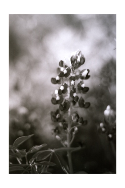 Bluebonnet
