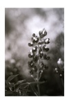 Bluebonnet