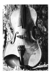 Still Life in D Minor II