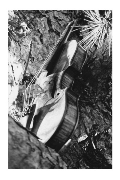 Still Life in D Minor III