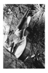 Still Life in D Minor III