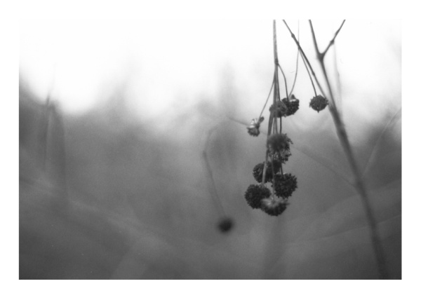 Nature's Suspense