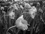 tulip