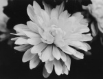 TMAX 100 f5.6 1/60