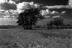 Wasteland