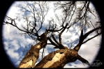 Highlight for Album: Fort Worth Nature Reserve