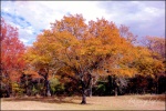 Ft. Worth Nature Reserve