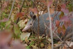 Ft. Worth Nature Reserve