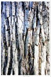 Ft. Worth Nature Reserve