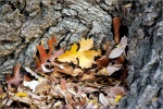 Ft. Worth Nature Reserve