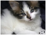 Oreo (but I called him Oliver)