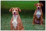 Lady (front) and Red