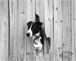 Lookout
(B&W Version)