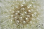 Dandelion Blowball