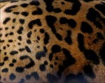 Caldwell Zoo - Tyler, TX