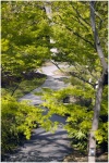 Japanese Gardens
Fort Worth, Texas