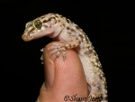 gecko5