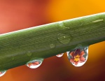 Lily-reflection1