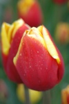 Highlight for Album: tulip festival