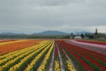 DSC 0050